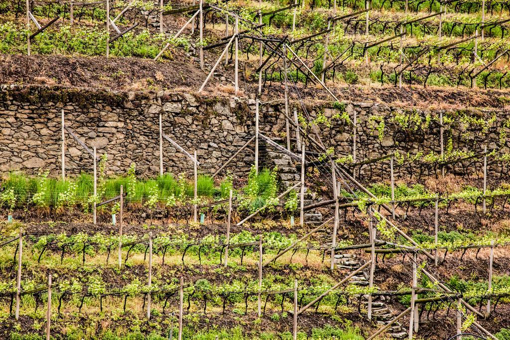 Der Ladurner Hof - Wohnen Am Weinberg Leilighet Merano Eksteriør bilde